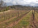 Quelques vignes